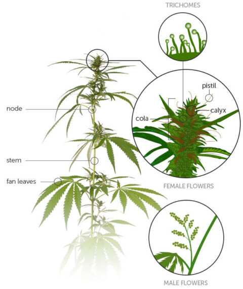 Cannabis - The Plant » National Hispanic Cannabis Council